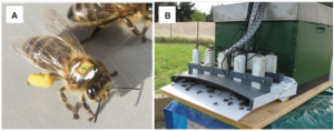 Sur l'image A : Pose d'une puce RFID sur une abeille. Sur l'image B : l'entrée d'une ruche avec ses deux rangées de capteurs.