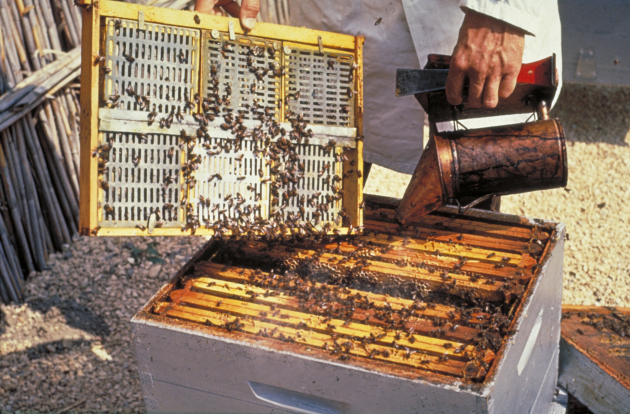 Les apiculteurs, organisés en fédération, sont souvent intervenus dans le débat sur la disparition des abeilles pour exprimer leur vive inquiétude au sujet de l'usage des insecticides.