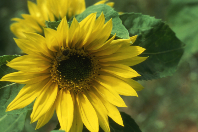 Les associations environnementales montrent une préoccupation qui dépasse le seul problème de l'abeille domestique. Ici, on voir une abeille non domestique, qui mène une vie solitaire.